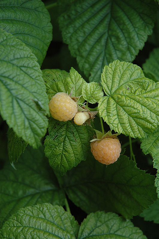 Fall Gold Raspberry (Rubus 'Fall Gold') at Caan Floral & Greenhouse