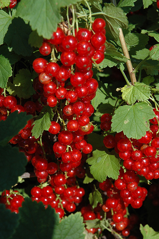 Red Lake Red Currant (Ribes rubrum 'Red Lake') at Caan Floral & Greenhouse