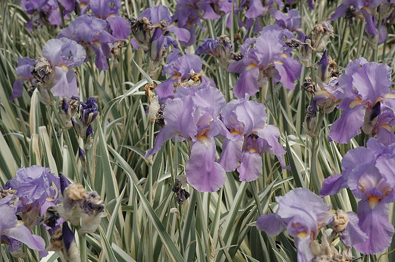 Variegated Sweet Iris (Iris pallida 'Variegata') at Caan Floral & Greenhouse