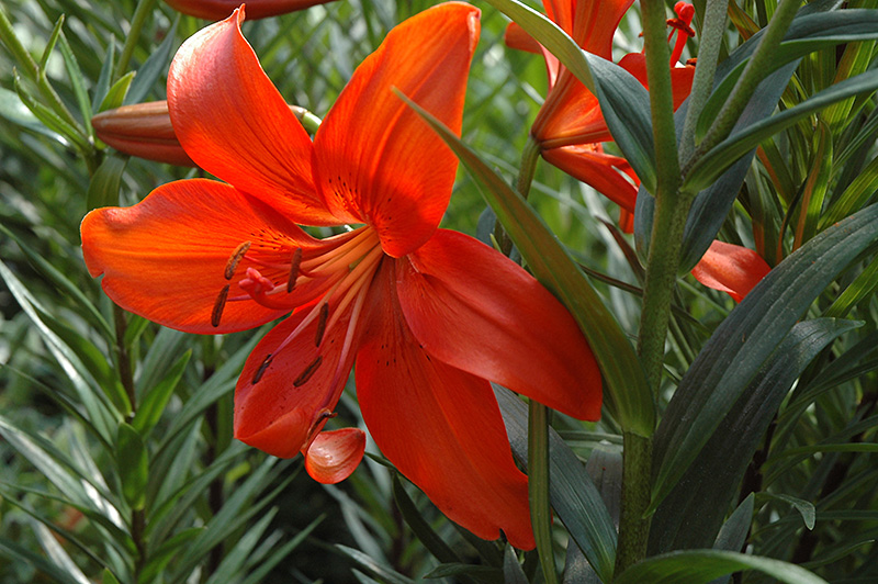Red Tiger Lily (Lilium lancifolium 'Feuerzaube') at Caan Floral & Greenhouse