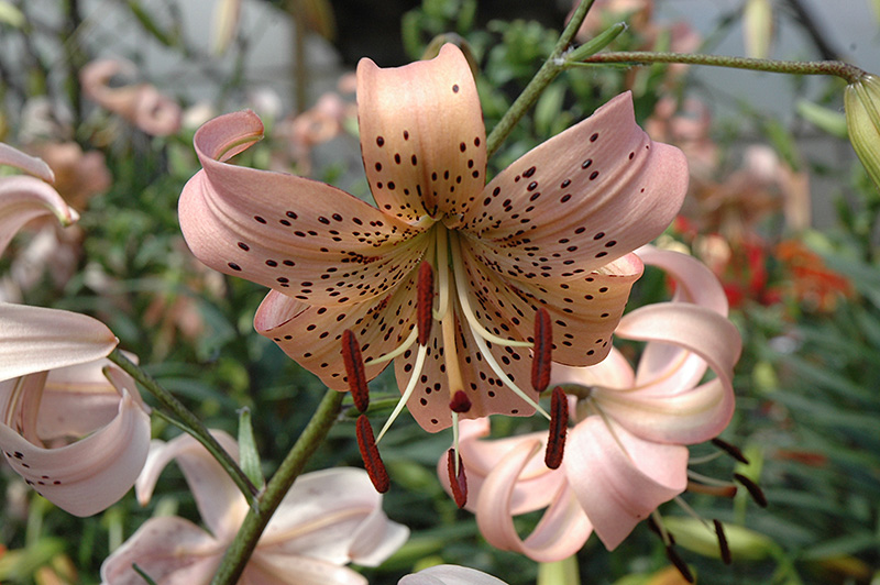 Pink Tiger Lily (Lilium lancifolium 'Pink') at Caan Floral & Greenhouse