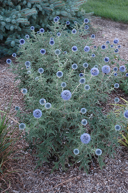 Blue Glow Globe Thistle (Echinops bannaticus 'Blue Glow') at Caan Floral & Greenhouse