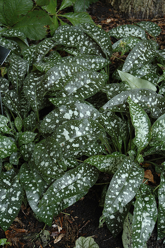 Trevi Fountain Lungwort (Pulmonaria 'Trevi Fountain') at Caan Floral & Greenhouse