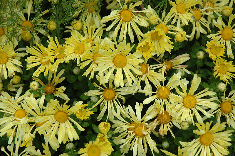 Yellow Quill Chrysanthemum (Chrysanthemum 'Yellow Quill') at Caan Floral & Greenhouse