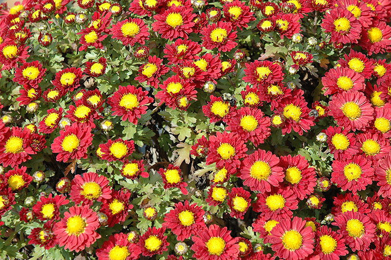 Red Daisy Chrysanthemum (Chrysanthemum 'Red Daisy') at Caan Floral & Greenhouse