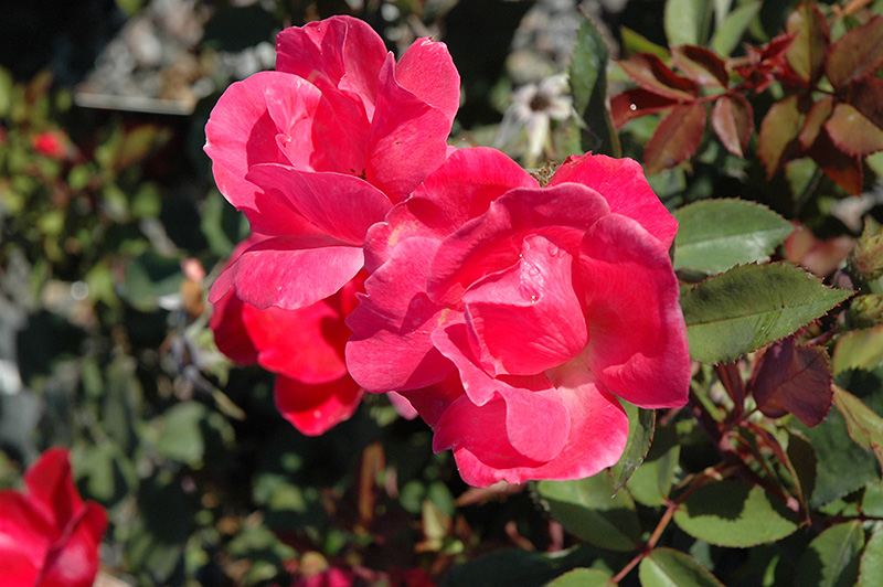 Pink Knock Out Rose (Rosa 'Radcon') at Caan Floral & Greenhouse