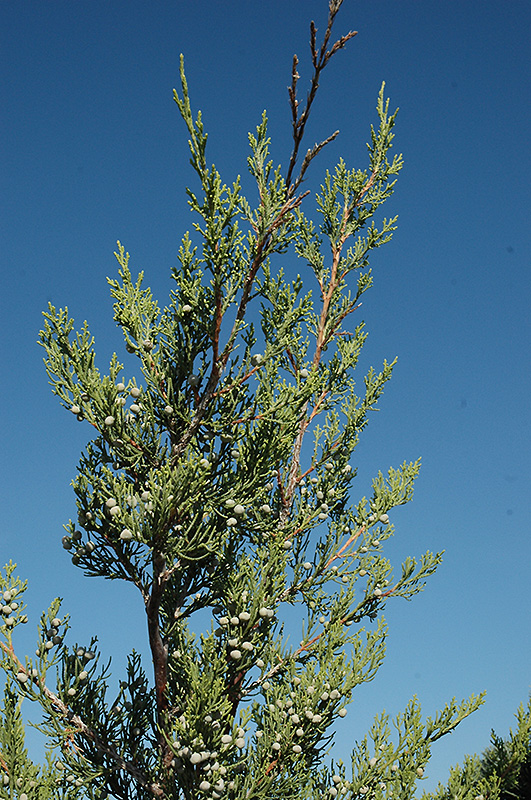 Hetz Columnar Juniper (Juniperus chinensis 'Hetz Columnar') at Caan Floral & Greenhouse