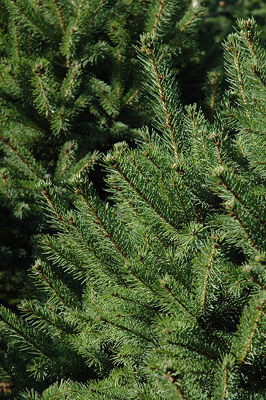 North Star Spruce (Picea glauca 'North Star') at Caan Floral & Greenhouse