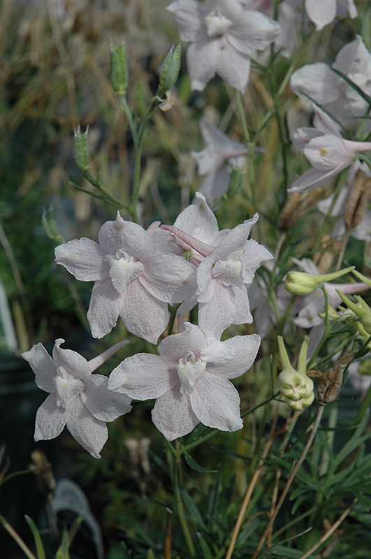 Summer Morning Delphinium (Delphinium grandiflorum 'Summer Morning') at Caan Floral & Greenhouse