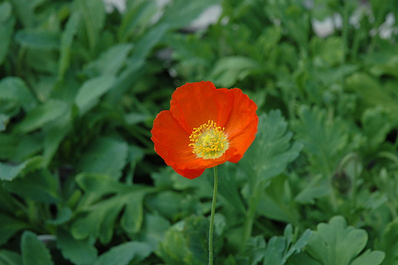 Champagne Bubbles Poppy (Papaver nudicaule 'Champagne Bubbles') at Caan Floral & Greenhouse