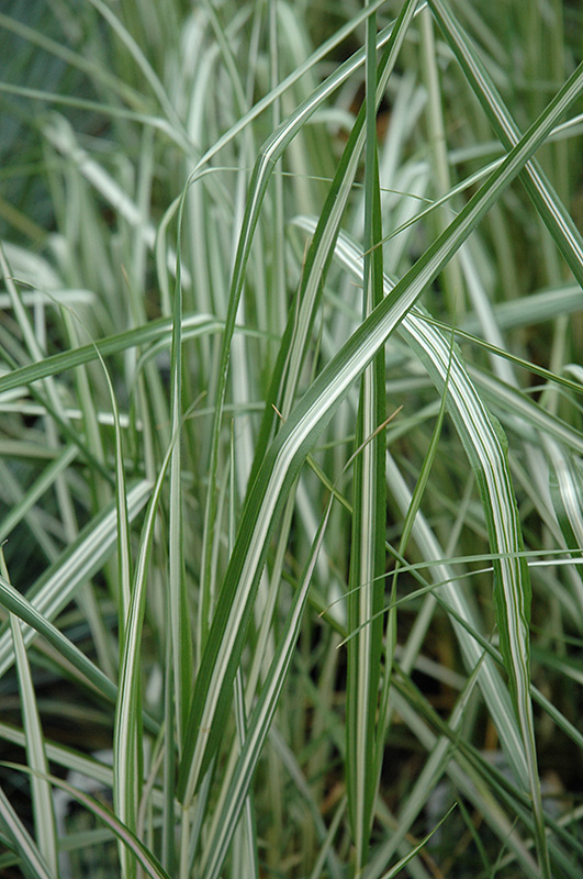 Avalanche Reed Grass (Calamagrostis x acutiflora 'Avalanche') at Caan Floral & Greenhouse