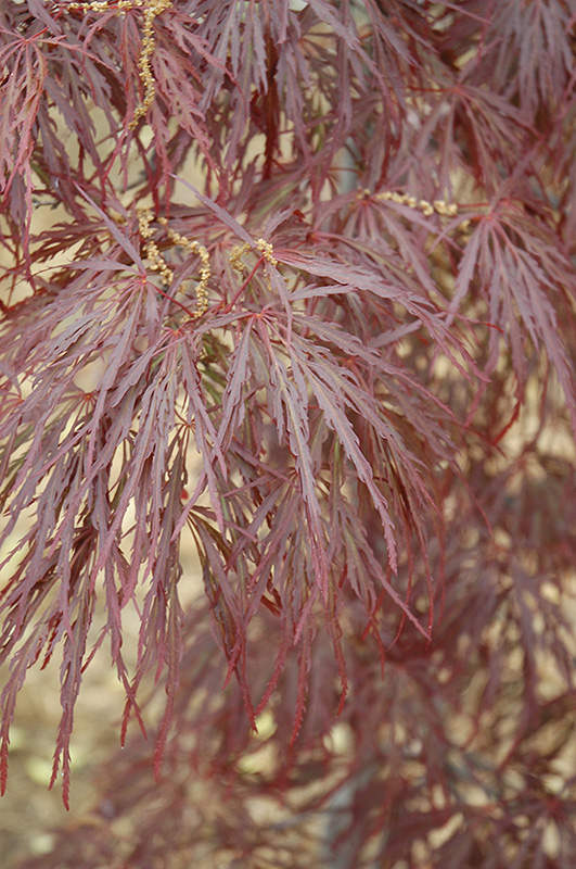 Garnet Cutleaf Japanese Maple (Acer palmatum 'Garnet') at Caan Floral & Greenhouse
