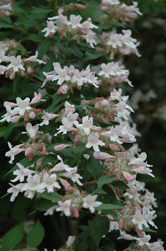 Beautybush (Kolkwitzia amabilis) at Caan Floral & Greenhouse