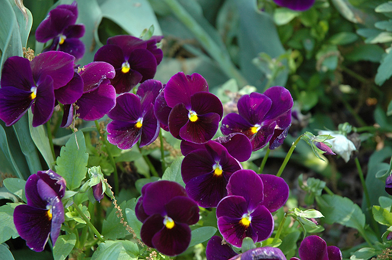 Matrix Purple Pansy (Viola 'PAS770616') at Caan Floral & Greenhouse