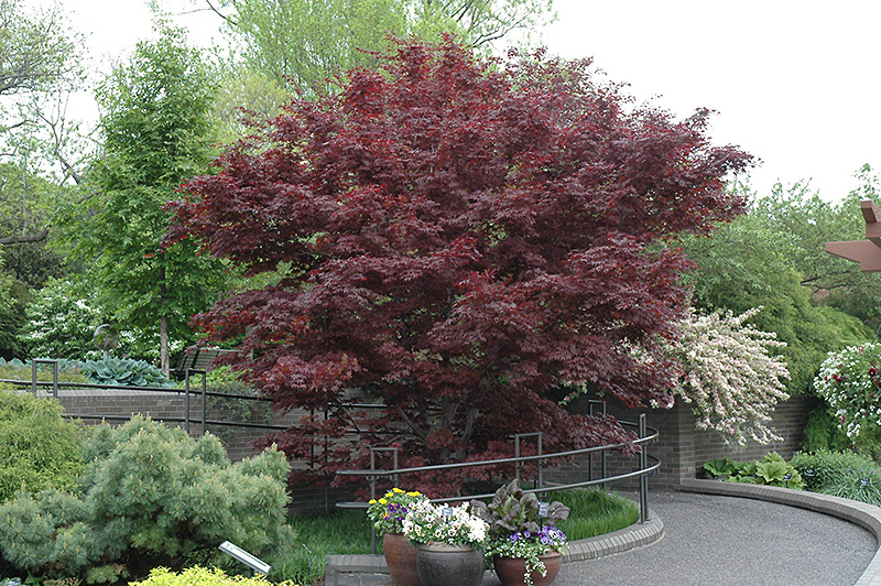 Bloodgood Japanese Maple (Acer palmatum 'Bloodgood') at Caan Floral & Greenhouse