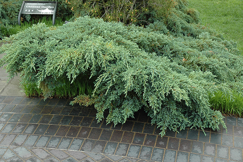 Blue Carpet Juniper (Juniperus squamata 'Blue Carpet') at Caan Floral & Greenhouse