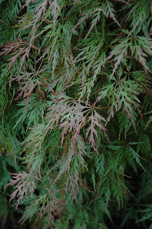 Orangeola Cutleaf Japanese Maple (Acer palmatum 'Orangeola') at Caan Floral & Greenhouse