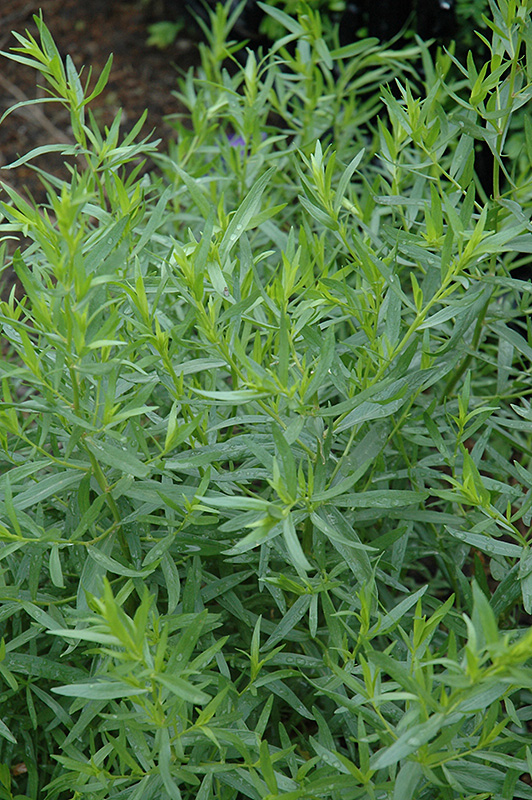 French Tarragon (Artemisia dracunculus 'Sativa') at Caan Floral & Greenhouse