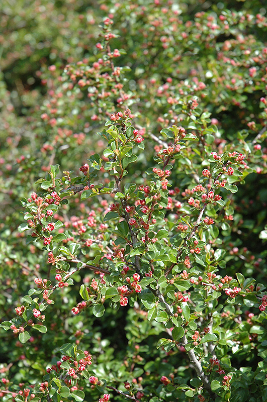 Cranberry Cotoneaster (Cotoneaster apiculatus) at Caan Floral & Greenhouse
