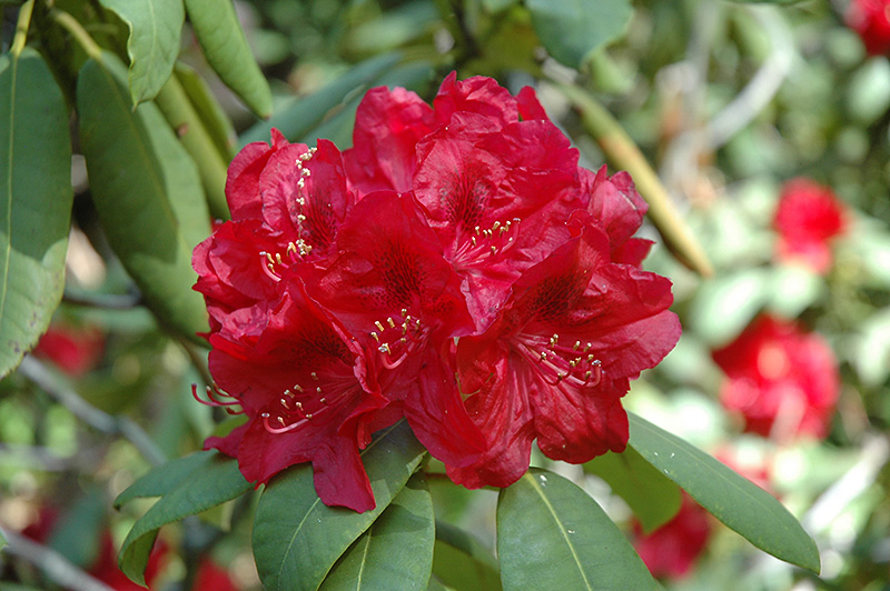 Henry's Red Rhododendron (Rhododendron 'Henry's Red') at Caan Floral & Greenhouse
