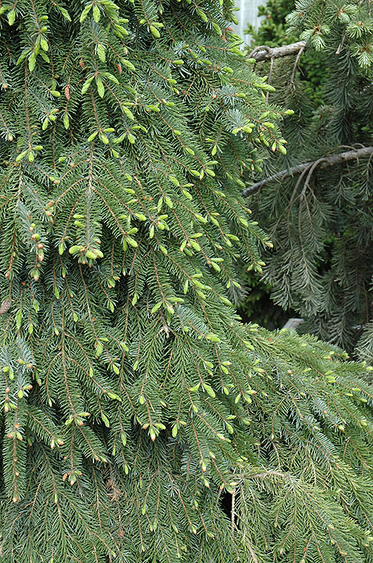 Bruns Weeping Spruce (Picea omorika 'Pendula Bruns') at Caan Floral & Greenhouse
