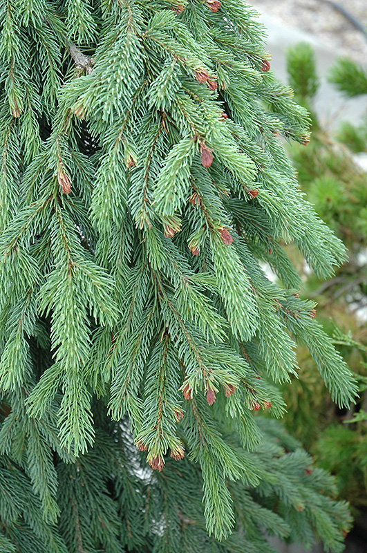 Weeping White Spruce (Picea glauca 'Pendula') at Caan Floral & Greenhouse