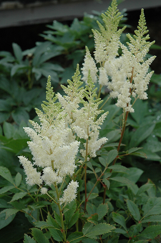 White Gloria Astilbe (Astilbe x arendsii 'White Gloria') at Caan Floral & Greenhouse