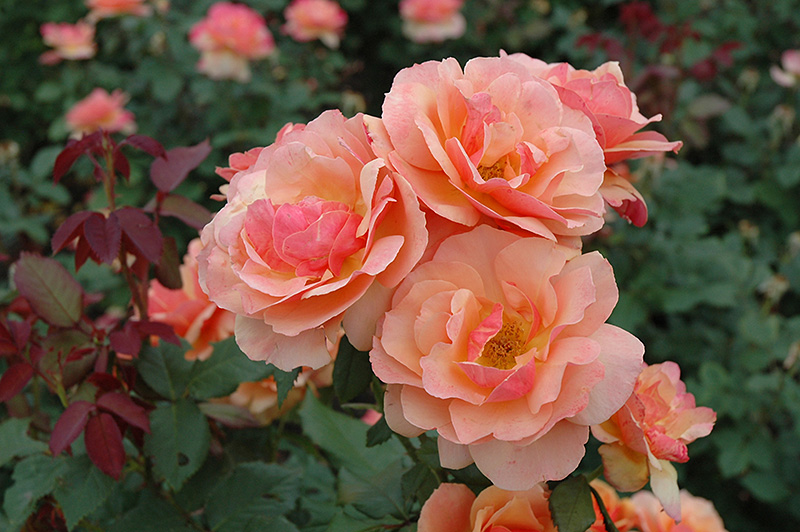 About Face Rose (Rosa 'About Face') at Caan Floral & Greenhouse