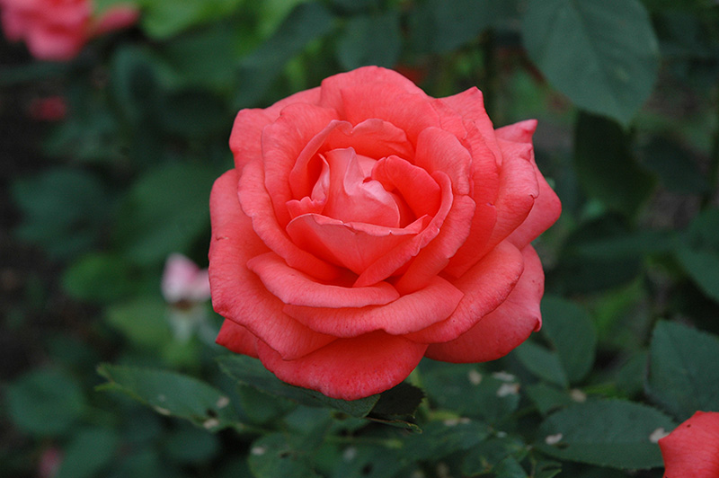 Tropicana Rose (Rosa 'Tropicana') at Caan Floral & Greenhouse