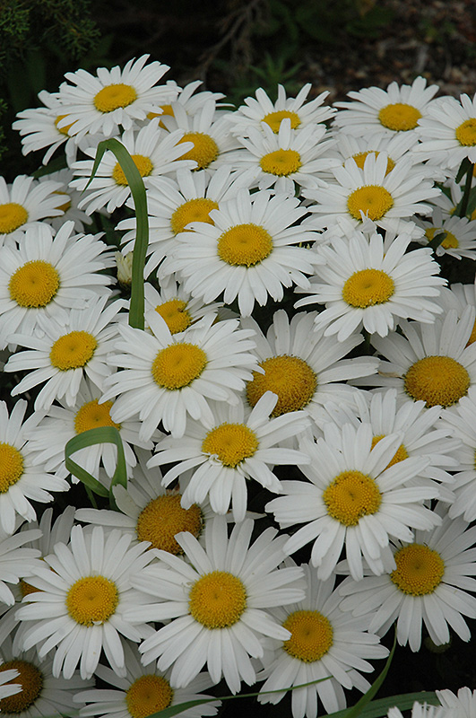 Snow Lady Shasta Daisy (Leucanthemum x superbum 'Snow Lady') at Caan Floral & Greenhouse