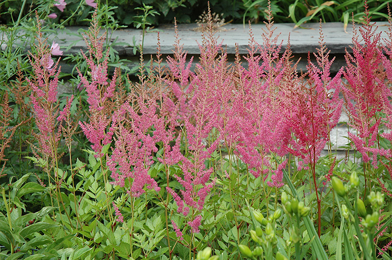 Visions in Pink Chinese Astilbe (Astilbe chinensis 'Visions in Pink') at Caan Floral & Greenhouse