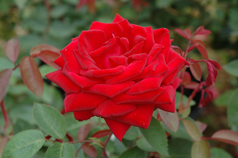 Kashmir Rose (Rosa 'Kashmir') at Caan Floral & Greenhouse