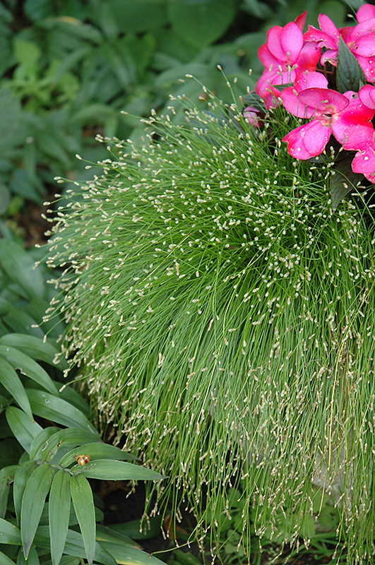 Fiber Optic Grass (Isolepis cernua) at Caan Floral & Greenhouse