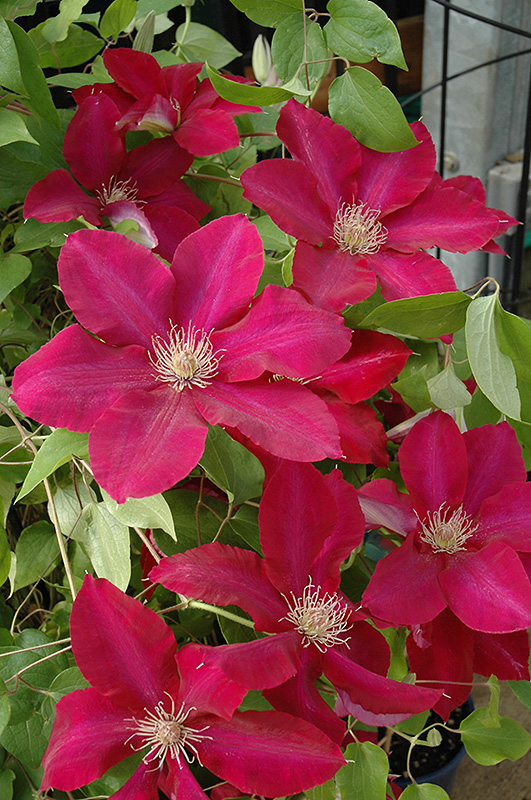 Rebecca Clematis (Clematis 'Rebecca') at Caan Floral & Greenhouse