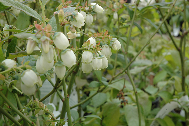 Bluecrop Blueberry (Vaccinium corymbosum 'Bluecrop') at Caan Floral & Greenhouse