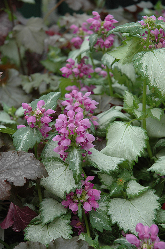 Ghost Spotted Dead Nettle (Lamium maculatum 'Ghost') at Caan Floral & Greenhouse
