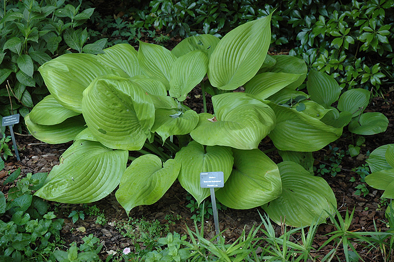 Sum and Substance Hosta (Hosta 'Sum and Substance') at Caan Floral & Greenhouse