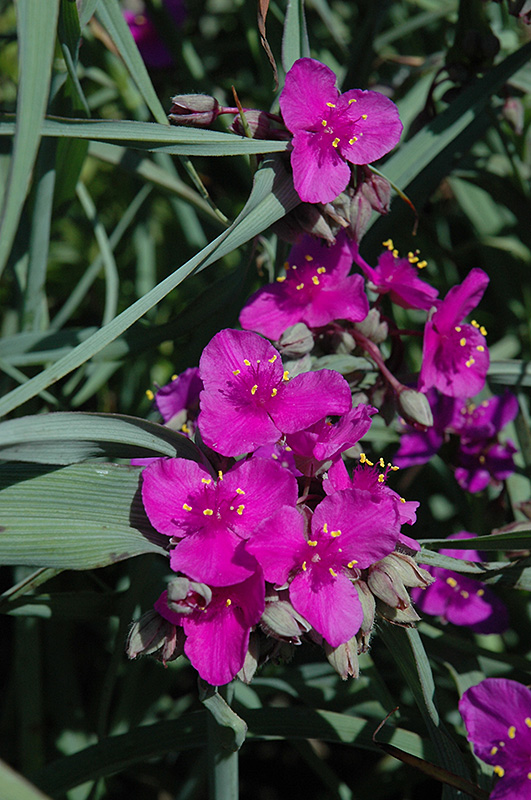 Red Cloud Spiderwort (Tradescantia x andersoniana 'Red Cloud') at Caan Floral & Greenhouse