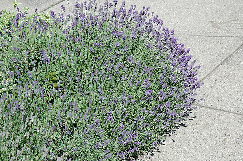 Munstead Lavender (Lavandula angustifolia 'Munstead') at Caan Floral & Greenhouse