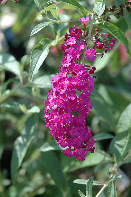 Royal Red Butterfly Bush (Buddleia davidii 'Royal Red') at Caan Floral & Greenhouse