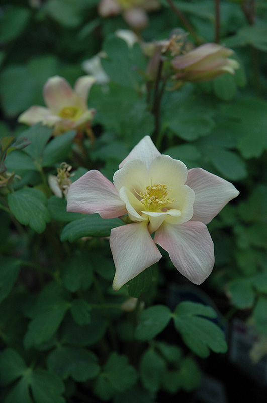 Swan Pink and Yellow Columbine (Aquilegia 'Swan Pink and Yellow') at Caan Floral & Greenhouse