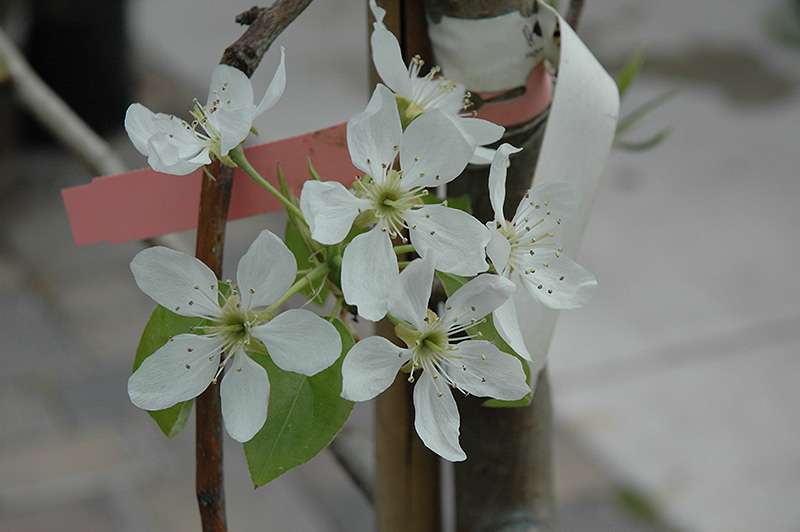 Bosc Pear (Pyrus communis 'Beurre Bosc') at Caan Floral & Greenhouse