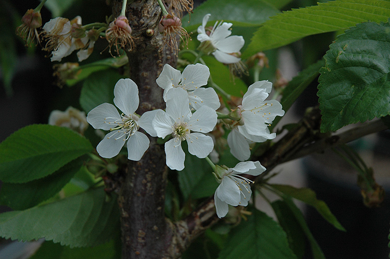 Rainier Cherry (Prunus avium 'Rainier') at Caan Floral & Greenhouse
