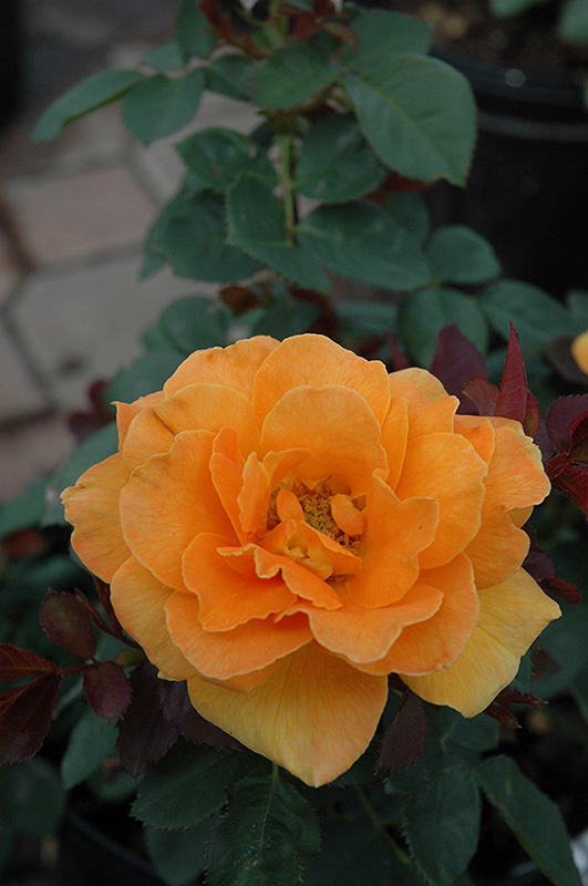 Vavoom Rose (Rosa 'Vavoom') at Caan Floral & Greenhouse