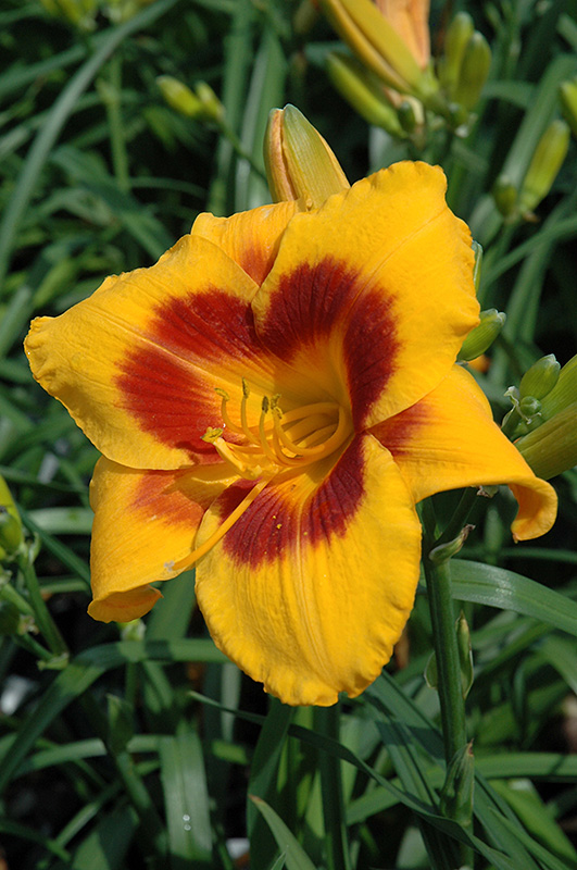Fooled Me Daylily (Hemerocallis 'Fooled Me') at Caan Floral & Greenhouse