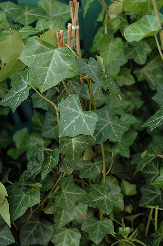 Thorndale Ivy (Hedera helix 'Thorndale') at Caan Floral & Greenhouse