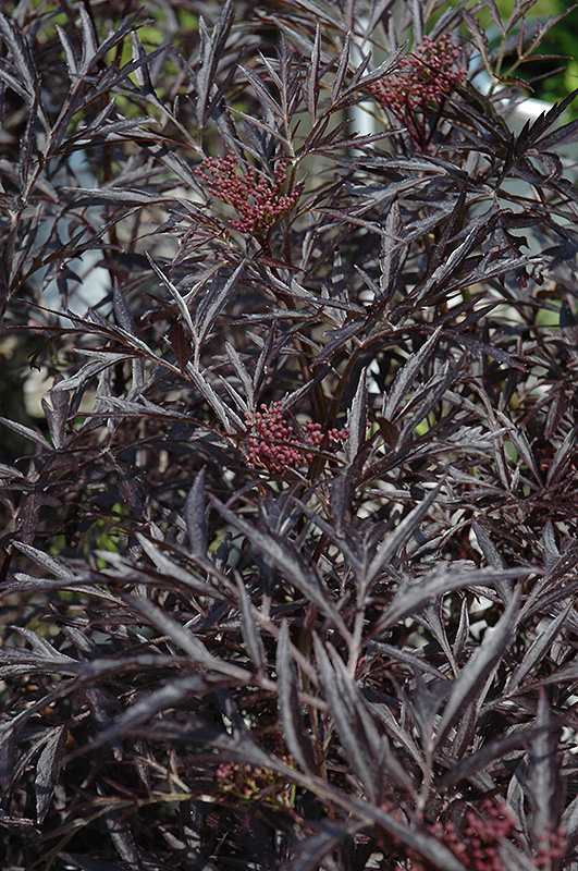 Black Lace Elder (Sambucus nigra 'Eva') at Caan Floral & Greenhouse