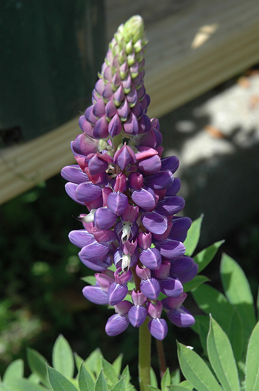 Gallery Blue Lupine (Lupinus 'Gallery Blue') at Caan Floral & Greenhouse
