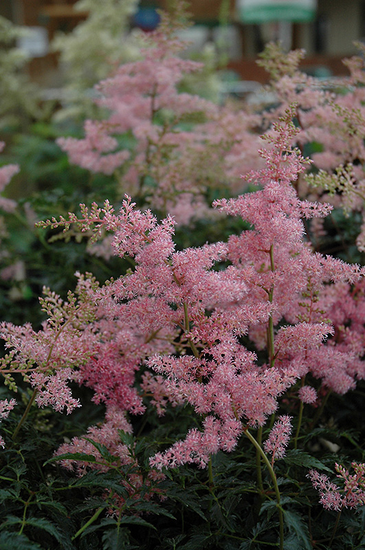 Drum And Bass Astilbe (Astilbe 'Drum And Bass') at Caan Floral & Greenhouse