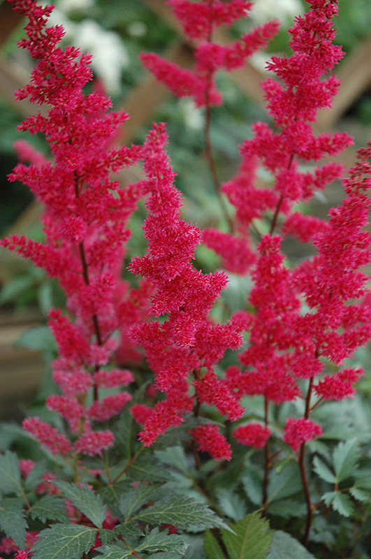 Fanal Astilbe (Astilbe x arendsii 'Fanal') at Caan Floral & Greenhouse